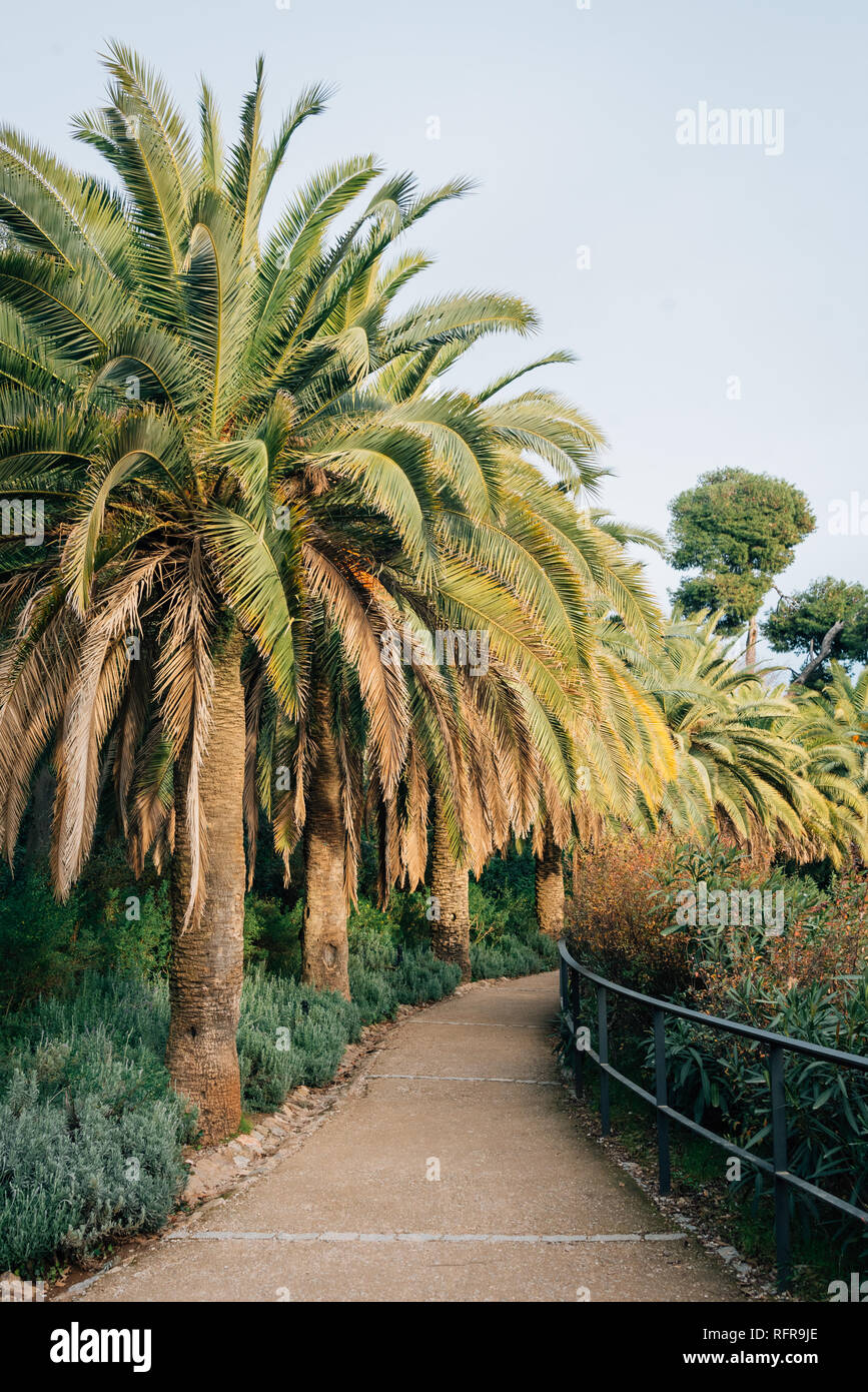 Palm Trees And Walkway At Park Guell In Barcelona Spain Stock Photo Alamy