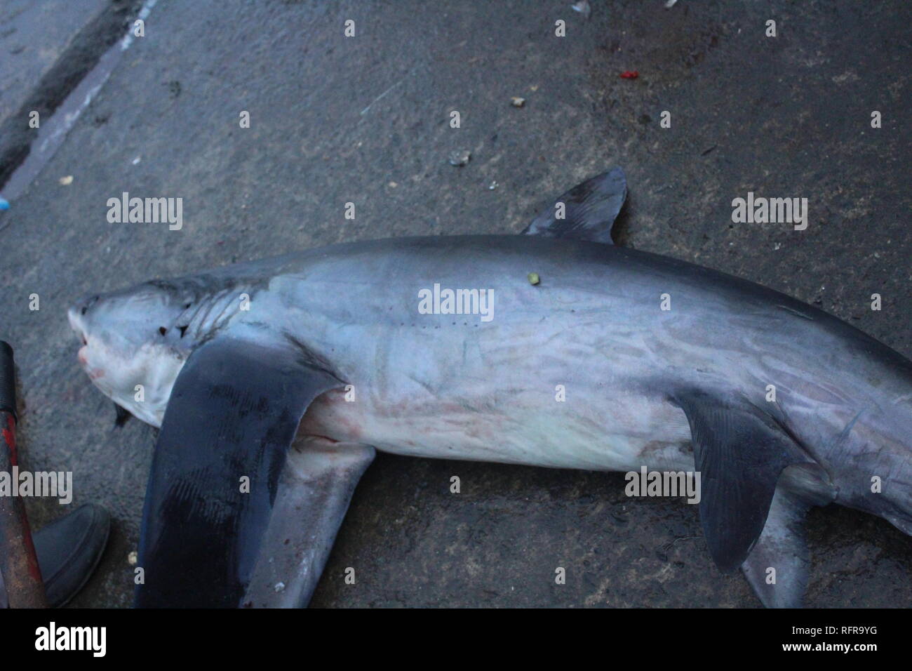 Banda Aceh, Indonesia. 26th Jan, 2019. Photo of the pelagic species shark  (Thresher Shark) in Lampulo Harbor, Banda Aceh. Although banned, fishermen  are still hunting for sharks to be traded without regard