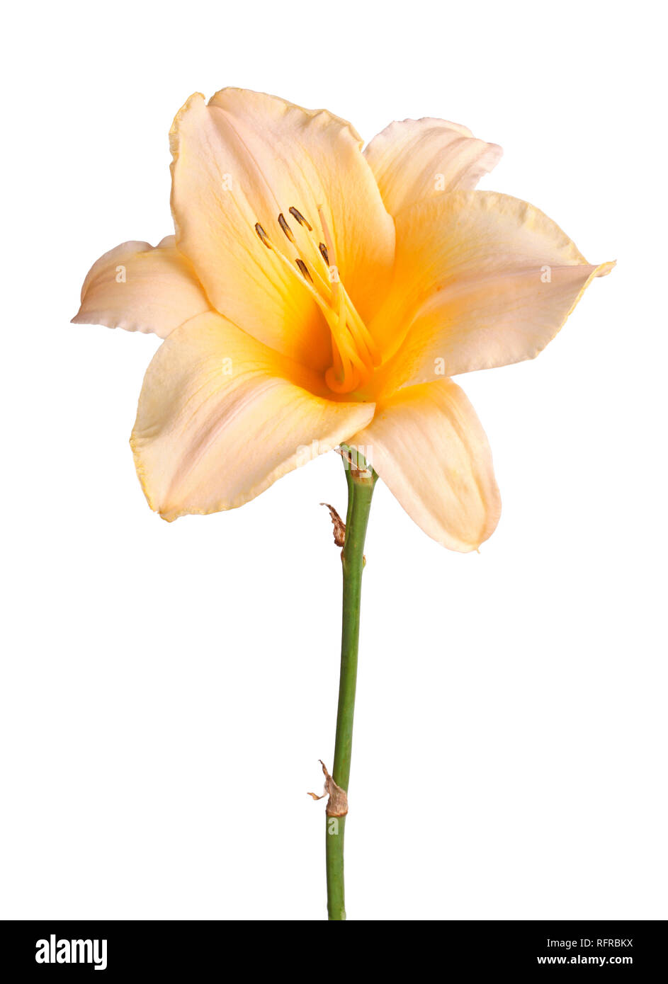 Single stem with a pink and yellow daylily flower (Hemerocallis hybrid) isolated against a white background Stock Photo