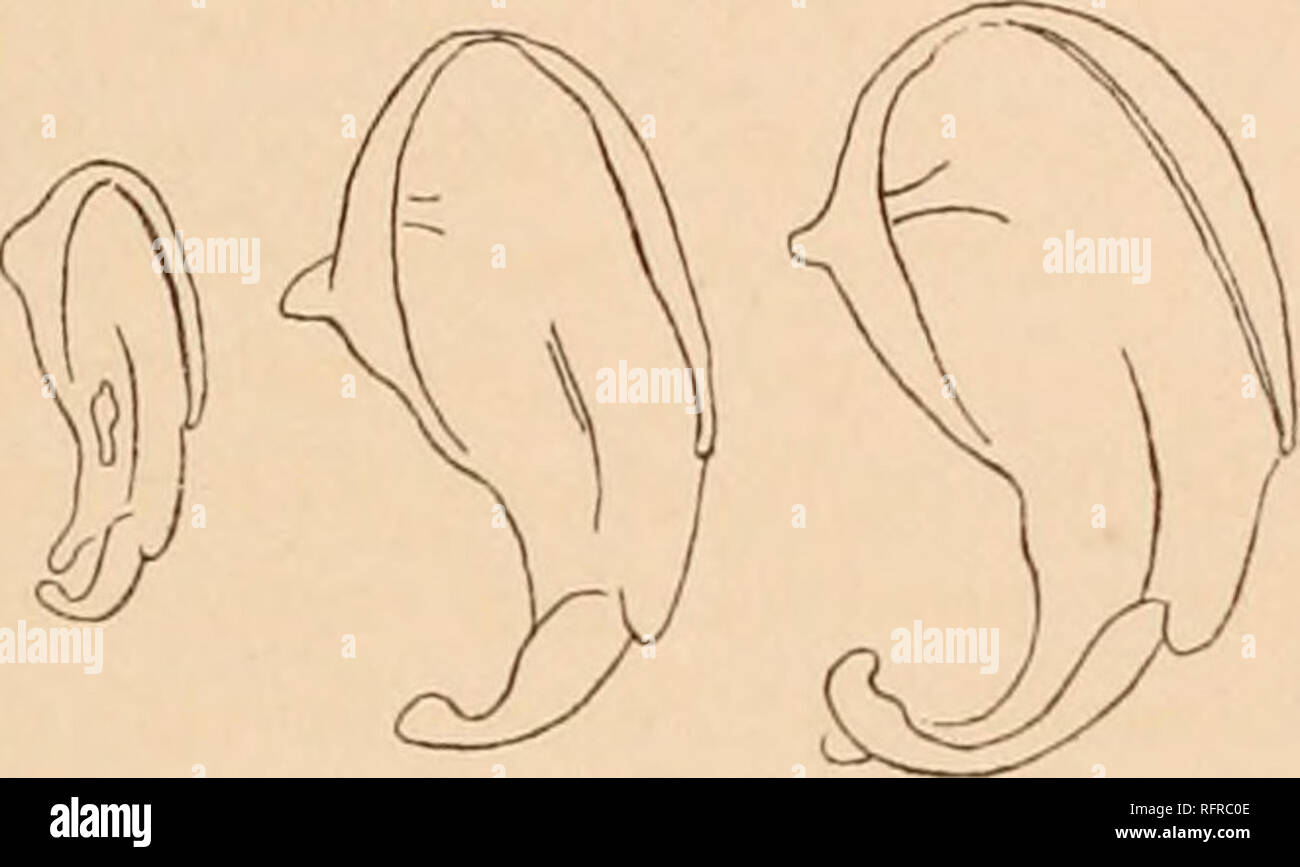 . Carnegie Institution of Washington publication. DEVELOPMENT OF THE ...