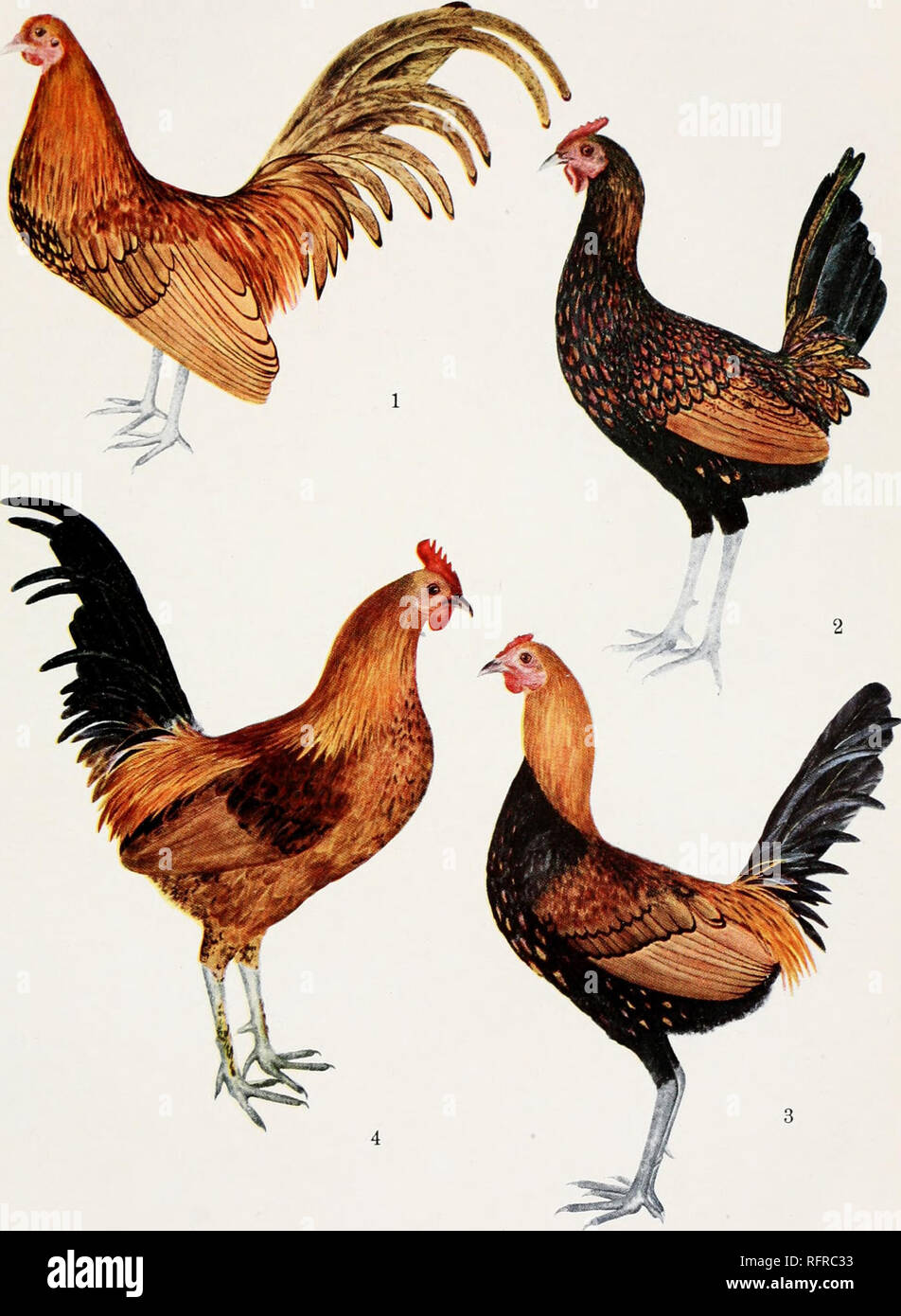 Castrated male hi-res stock photography and images - Alamy