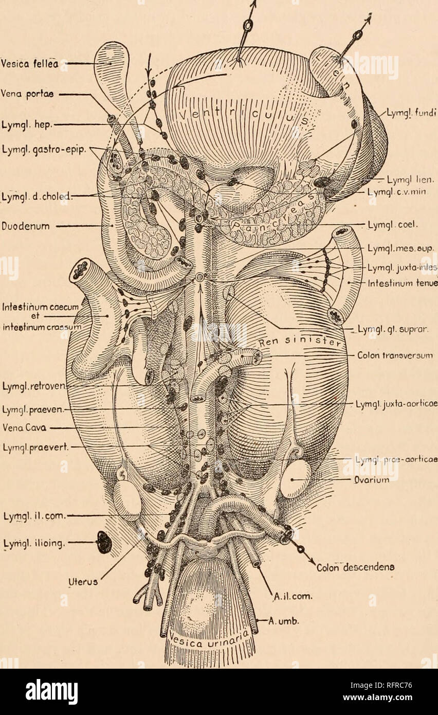 . Carnegie Institution of Washington publication. FATE OF PRIMARY LYMPH-SACS IN ABDOMINAL REGION OF PIG, ETC. 33 juxta-aortic glands; on the right side some are prevenous, others retrovenous, in relation to the vena cava (fig. 5). Posterior to the aorta are the prevertebral glands. Glands are formed along the external iliac artery and smaller ones about the internal iliac or hypogastric artery. Lymgl. fundi LymaJ lien. Lymql cv.min Lymql coel. Lymql.mes.eup. Lymql juxla-intes. Lymgl. praeven. Vena Cava Lymfjl.praevert. Lyrrigl. iI.COTI. Lyrrigl. ilioing. Lymgl juxta-aorlicoe Lymql prae-aorfico Stock Photo