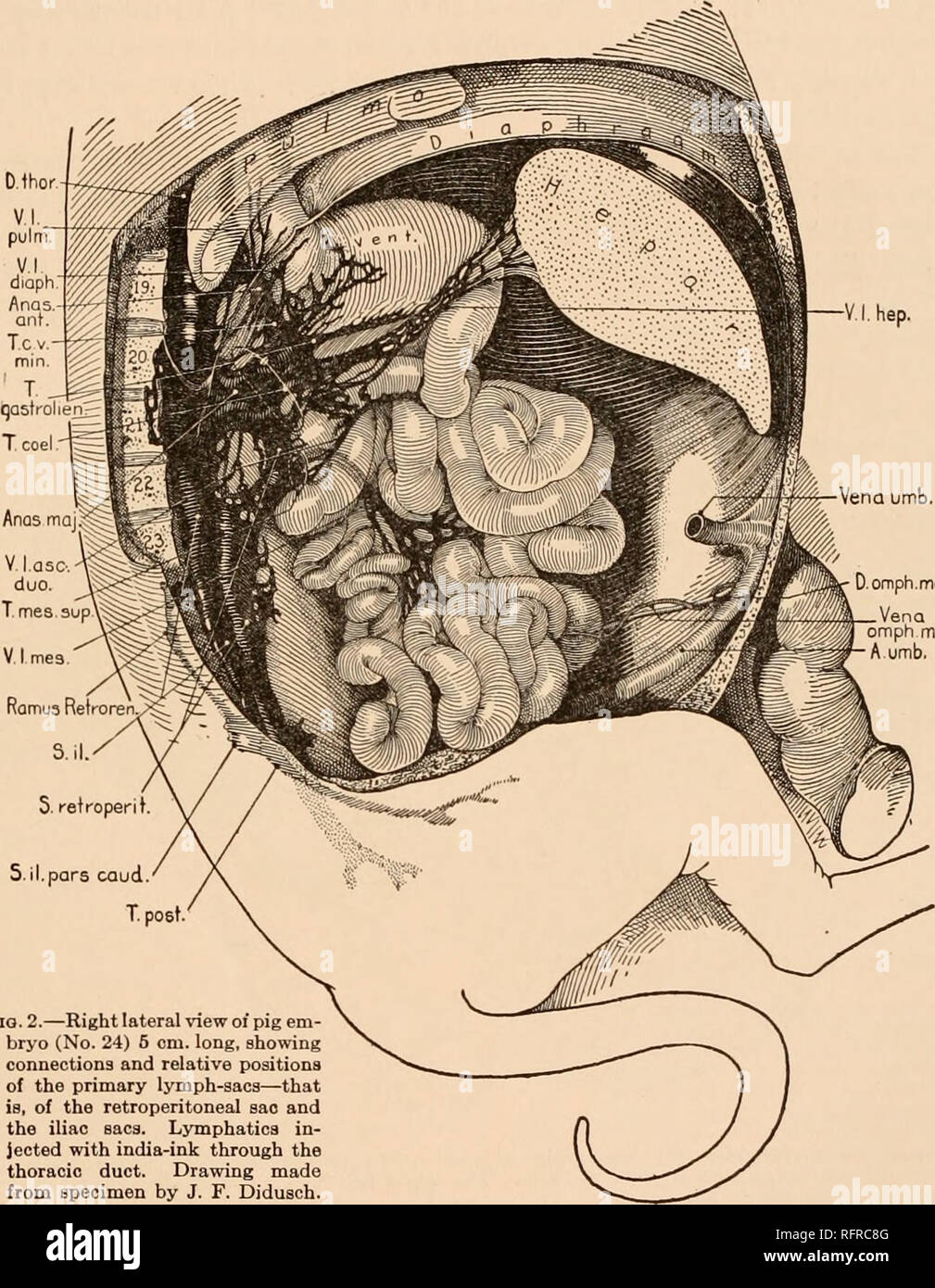 . Carnegie Institution of Washington publication. FATE OP PRIMARY LYMPH-SACS IN ABDOMINAL REGION OF PIG, ETC. 23 first in the form of a film, but in older embryos as distinct vessels) over the adrenal capsule and the anterior pole of the kidney (fig. 3, V. 1. cap. gl. suprar.). As the trunk twines ventrally around the body of the pancreas, lymphatics are given off to the middle portion of that organ. These pancreatic vessels are not shown in figure 3, but would come off in front of the lower portion of the trunk of the lesser curvature (T. c. V. min.). Laterally, vessels pass from the mesial t Stock Photo
