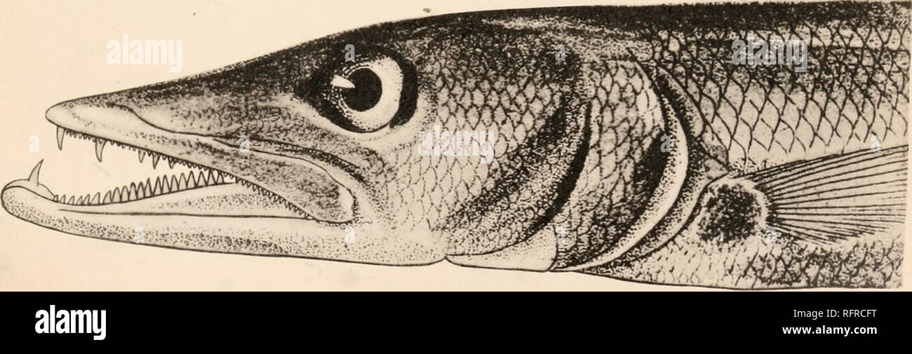 . Carnegie Institution of Washington publication. 19. 20 19. Much enlarged line drawing of head from Cuvier and Valenciennes. 20. Enlarged head from Cuvier and Valenciennes, colored figure, plate V, figure 21. Skeleton of S. barracuda after Agassi/,, 1843. 22. Head of the same much enlarged.. Please note that these images are extracted from scanned page images that may have been digitally enhanced for readability - coloration and appearance of these illustrations may not perfectly resemble the original work.. Carnegie Institution of Washington. Washington, Carnegie Institution of Washington Stock Photo