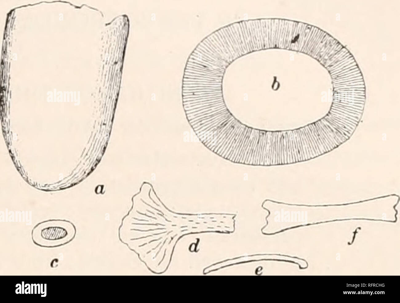 . Carnegie Institution of Washington publication. SUPPOSED MICROSAURIAN SPECIES OF UNCERTAIN RELATIONSHIP. 177 Amblyodon problematicum Dawson. DAWSON, Phil. Trans. Roy. Soc. London, pt. n, p. 644, pi. 40, figs. 57 to 61, 1882. Type: Specimen No. 3061-10, Peter Redpath Museum, McGill University. Horizon and locality: Coal Measures of Nova Scotia. A fragment of a jaw I cm. in length has 10 cylindrical teeth, simple and smooth, with large pulp cavities and rounded regularly at the apices. With these are 4 vertebrae of the usual type, measuring together i cm. Fragments of cranial bones also occur  Stock Photo