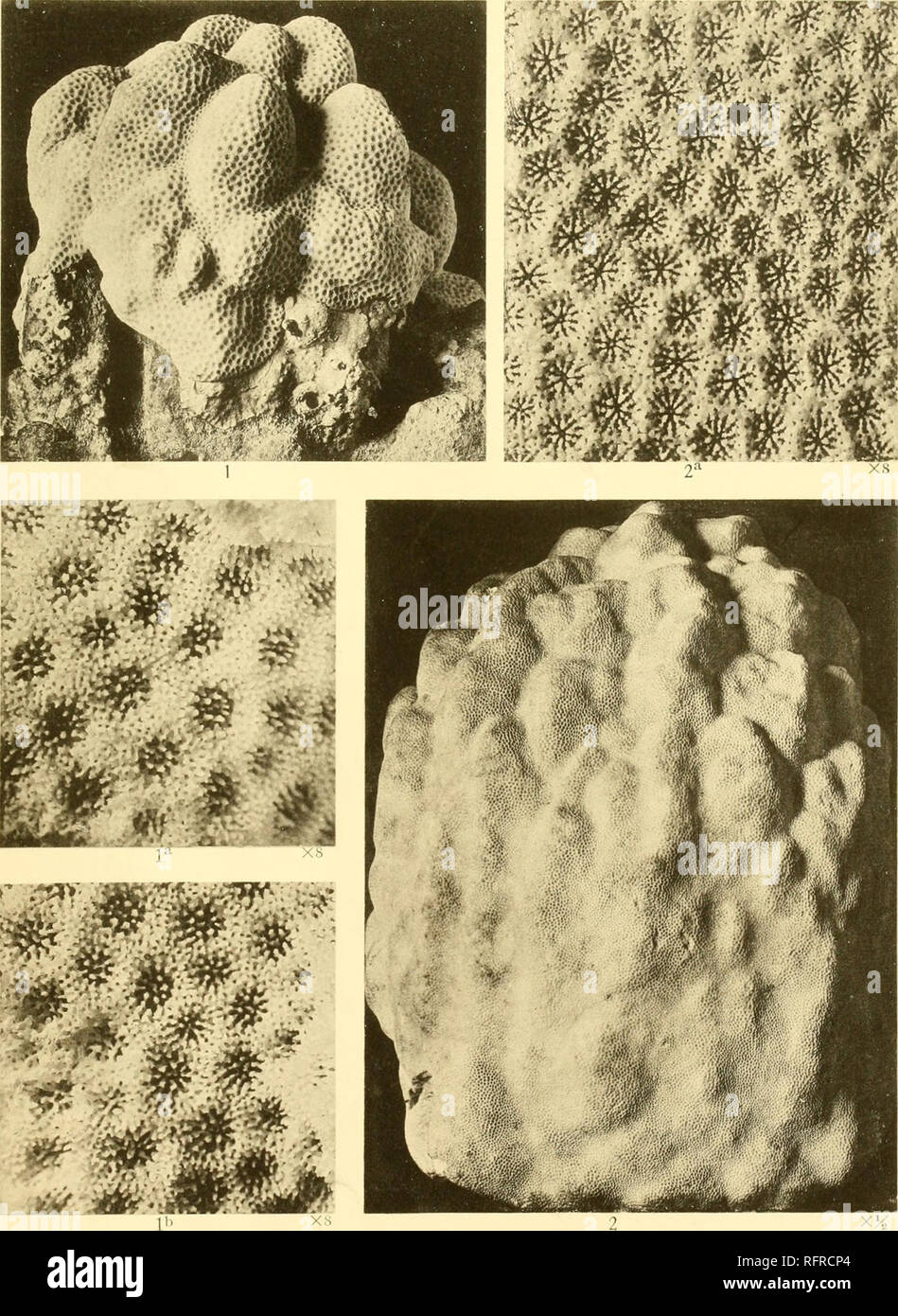 . Carnegie Institution of Washington publication. . Figs. 1, a, l&gt;. Porites mayeri, new species. Figs. 2, 2a. Porites fragosa Dana.. Please note that these images are extracted from scanned page images that may have been digitally enhanced for readability - coloration and appearance of these illustrations may not perfectly resemble the original work.. Carnegie Institution of Washington. Washington, Carnegie Institution of Washington Stock Photo