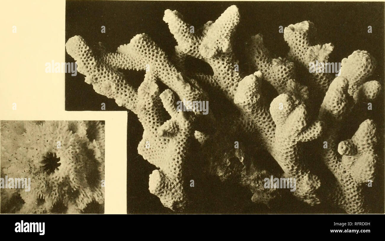 . Carnegie Institution of Washington publication. xx 2a X3. xs Figs. 1, 2, 2«, 3. Acropora squamosa (Brook). Figs. 4, 4&lt;7. Acropora sarmentosa (Brook).. Please note that these images are extracted from scanned page images that may have been digitally enhanced for readability - coloration and appearance of these illustrations may not perfectly resemble the original work.. Carnegie Institution of Washington. Washington, Carnegie Institution of Washington Stock Photo