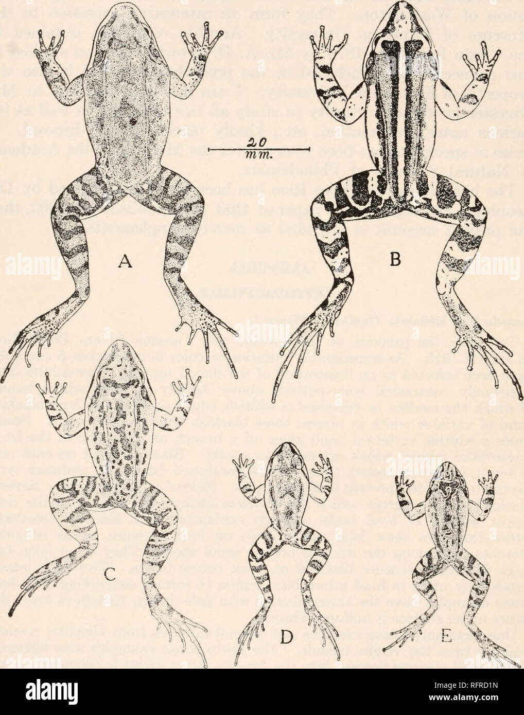 . Carnegie Institution of Washington publication. 4 Papers from the ...