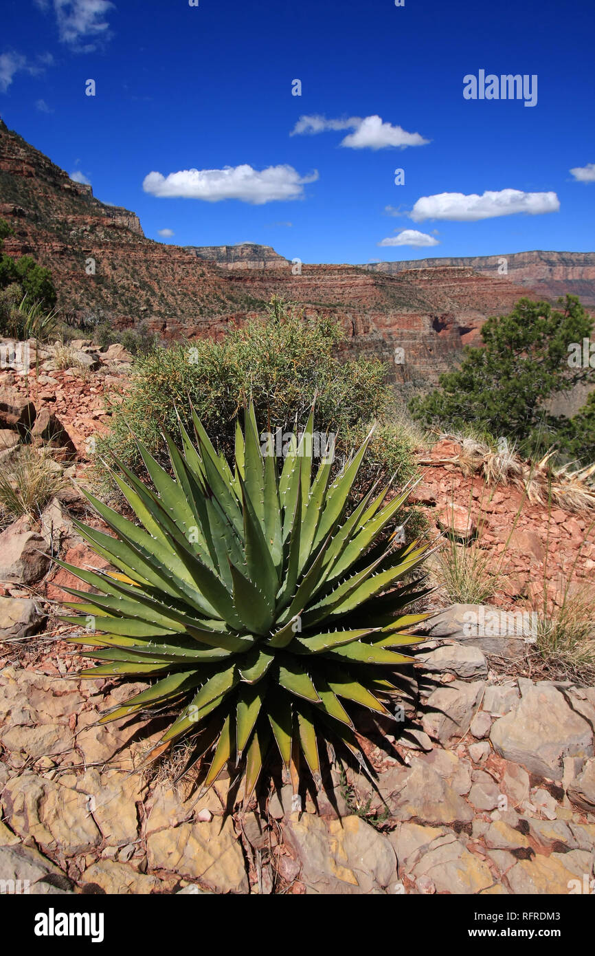Agave plant on the Grandview Trail in Grand Canyon National Park, Arizona  Stock Photo - Alamy