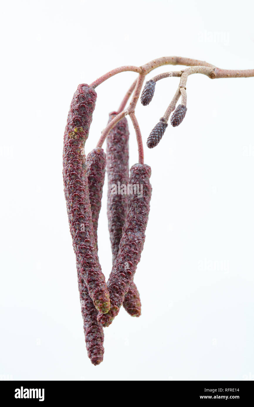 Male and female catkins of the alder tree, Alnus glutinosa, developing towards the end of January. The long, male catkins can be seen in the left of t Stock Photo