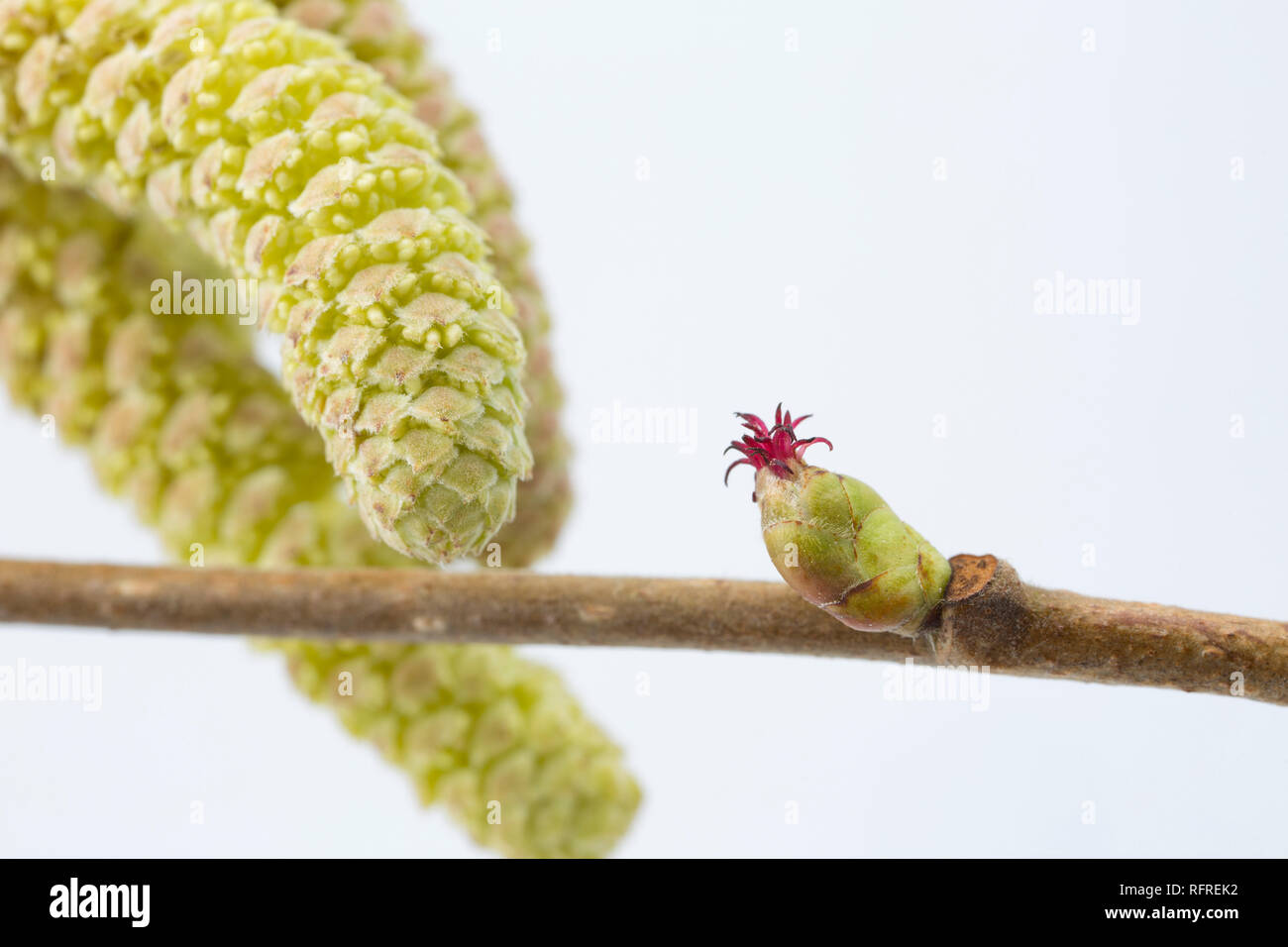 Male and female flowers of the Hazel tree, Corylus avellena. The yellow male catkins can be seen on the left of the picture and the female red flower  Stock Photo