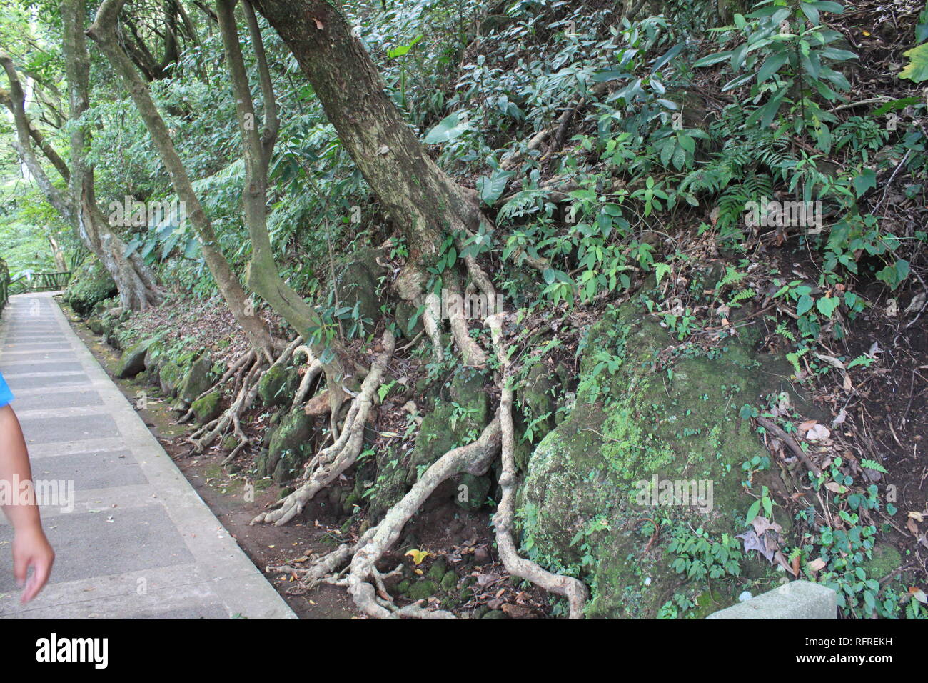 Trees growing in Taiwan Stock Photo Alamy