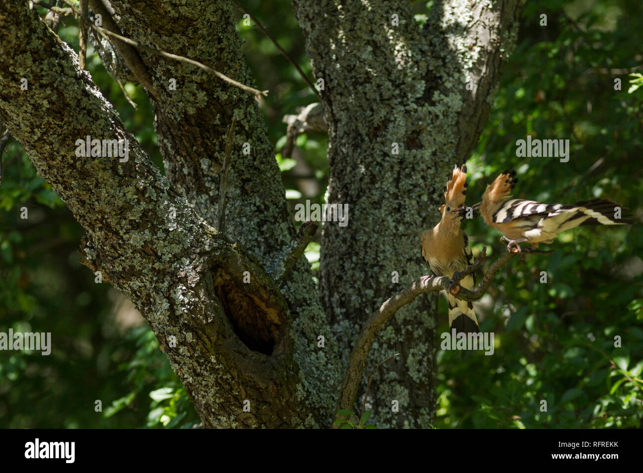Hoopoe, Latin name Upupa epops, pair courtship feeding on a branch next totheir nest with crest raised in woodland habitat in dappled sunlight Stock Photo