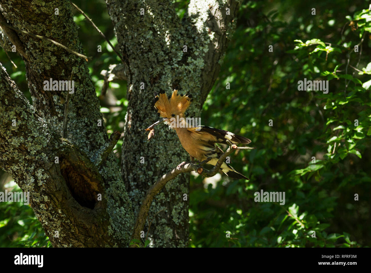 Hoopoe, Latin name Upupa epops, perched on a branch next to its nest with crest raised and a grub in its beak Stock Photo