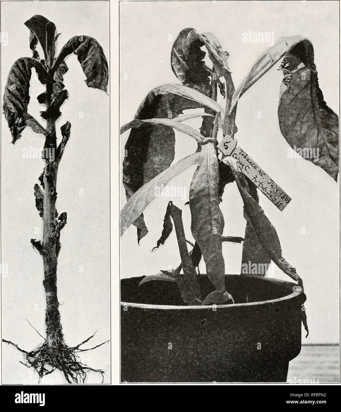 Vascular wilt disease hires stock photography and images Alamy