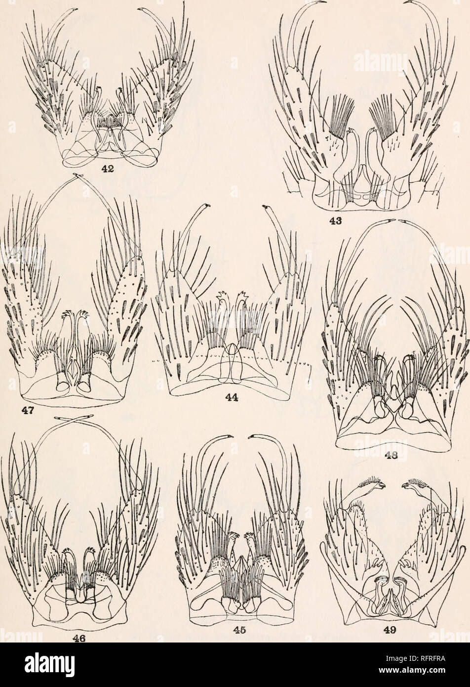 . Carnegie Institution of Washington publication. PUBLICATION 159 PLATE 7. 46 MALE GENITALIA. 42. Joblotia digitatus Rondani. 43. Lesticocampa dicellaphora Howard, Dyar &amp; Knob. 44. Lesticocampa lampropus Dyar &amp; Knob. 45. Lesticocampa rapax Dyar &amp; Knab. 46. Lesticocampa longipes Fabricius. 47. Lesticocampa leucopus Dyar &amp; Knab. 48. Lesticocampa culicivora Dyar &amp; Knab. 49. Dinanamesus spanius Dyar &amp; Knab.. Please note that these images are extracted from scanned page images that may have been digitally enhanced for readability - coloration and appearance of these illustra Stock Photo