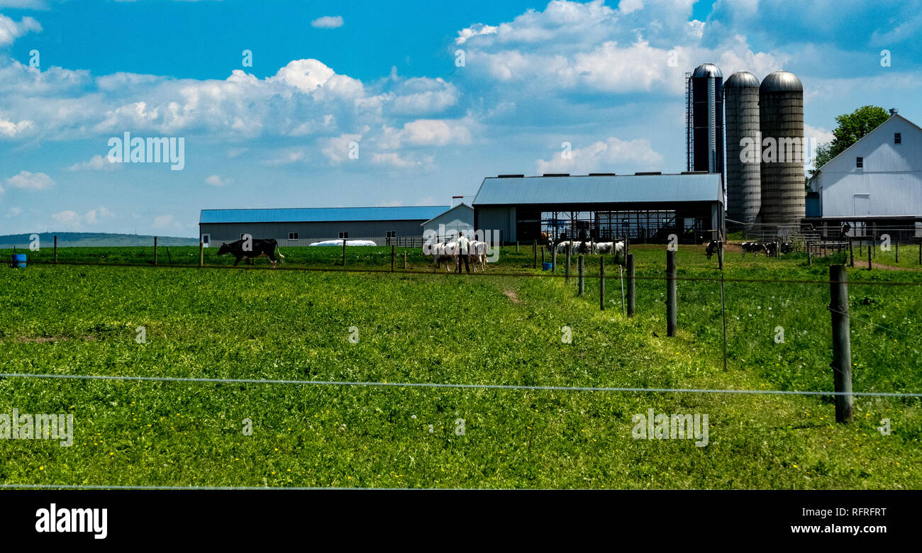 Amish Farm Worker caring for Cows on a Sunny Summer Day Stock Photo Alamy