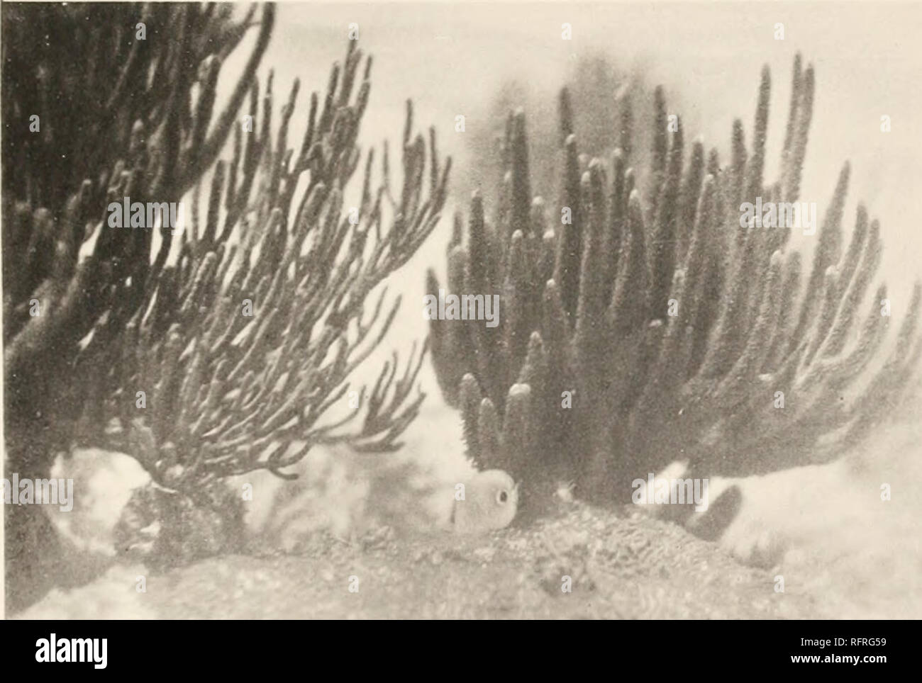 . Carnegie Institution of Washington publication. *'i3»? Fig. 5.. &lt; Fig. 6. Fig. 5. Two blue surgeons, Hepatus caerulem, and a Cbittodon oceUatus in front of branching gorgonian, PUxaura. Fig. 6. A Cb^toJon caphtratus over incrusting coral. Mivattdrtna. and in front of large Gorgonian.. Please note that these images are extracted from scanned page images that may have been digitally enhanced for readability - coloration and appearance of these illustrations may not perfectly resemble the original work.. Carnegie Institution of Washington. Washington, Carnegie Institution of Washington Stock Photo