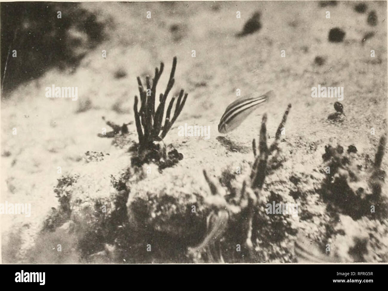 . Carnegie Institution of Washington publication. Fip. 3.. Fig. 4. Fig. 3. French erunts, Hcentulon ftiivolincatum, blue and yellow striped. amouK coral rocks at base of reef. At right a snapper {Lutianus apoJus ?) banded with black and yellow. Fig. 4. An undetermined labroid feeding on rock bottom ; at its left a branching gorgonian, Plcxaura.. Please note that these images are extracted from scanned page images that may have been digitally enhanced for readability - coloration and appearance of these illustrations may not perfectly resemble the original work.. Carnegie Institution of Washing Stock Photo