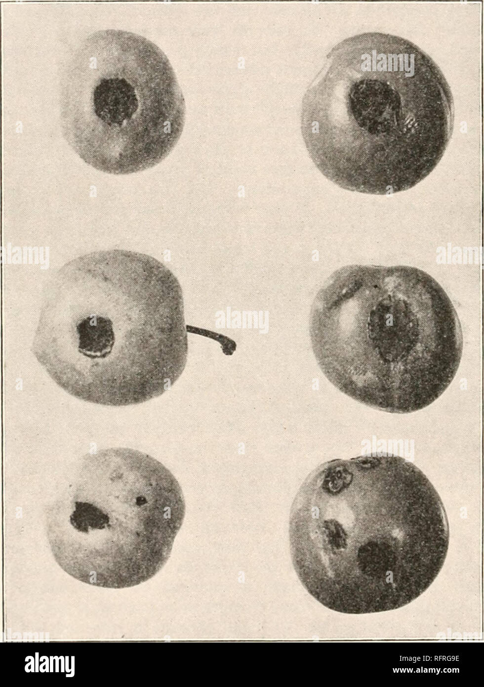 . Carnegie Institution of Washington publication. 6o BACTERIA IN RELATION TO PLANT DISEASES. that not every chance organism will produce this disease when introduced into the stomata, but only Bad. pruni. In 1898 the writer pointed out that Bacterium stewarti probably enters the plant through the water-pores situated at the tips of the leaves. The examination of diseased maize-plants found in southwestern Michigan led to this assumption. The tips of many of the leaves were dead, while the basal parts were living. The vessels in the tips of the leaves. Fig. 13.* were occupied by the bacteria, w Stock Photo
