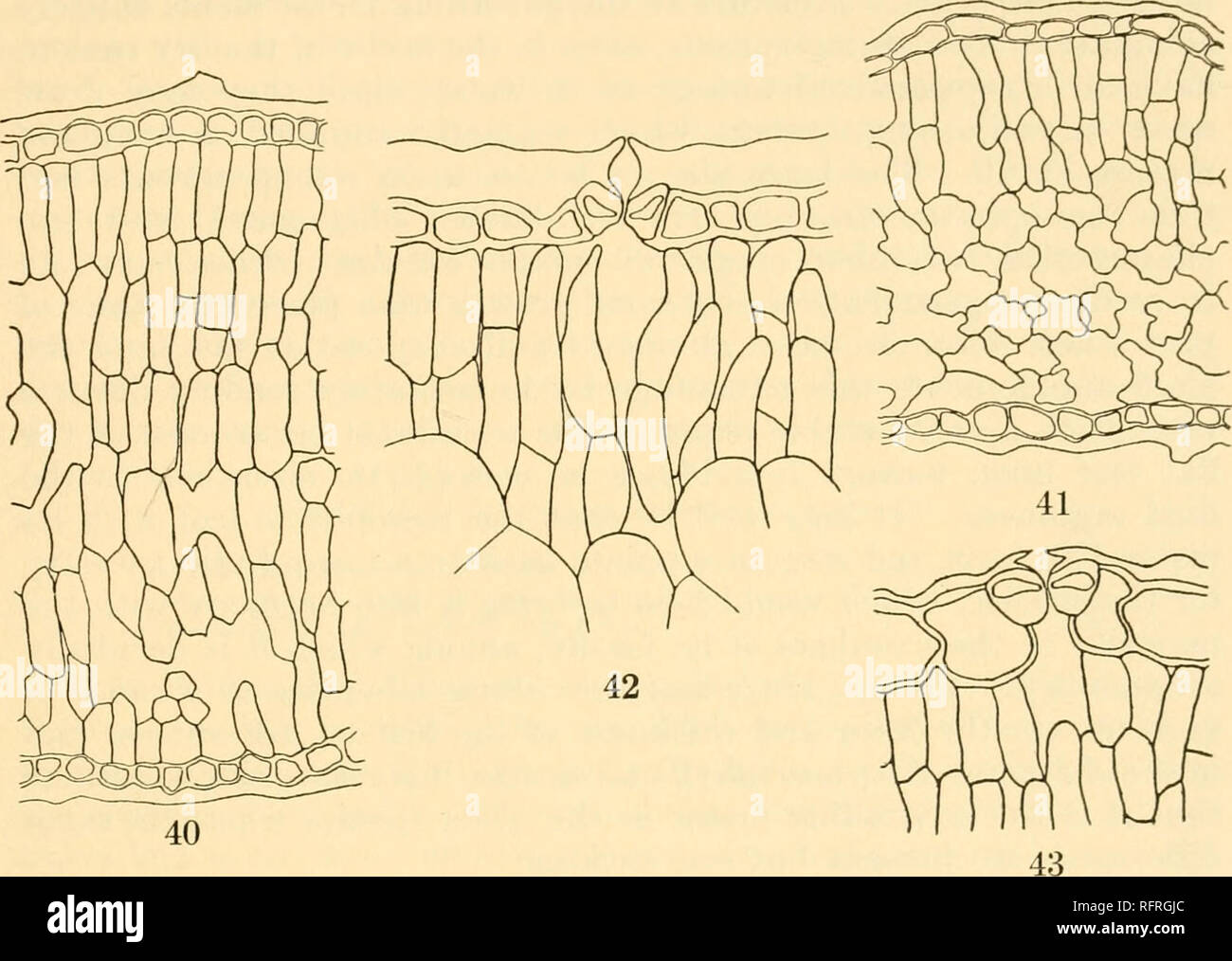 Differences in leaf structure hi-res stock photography and images - Alamy