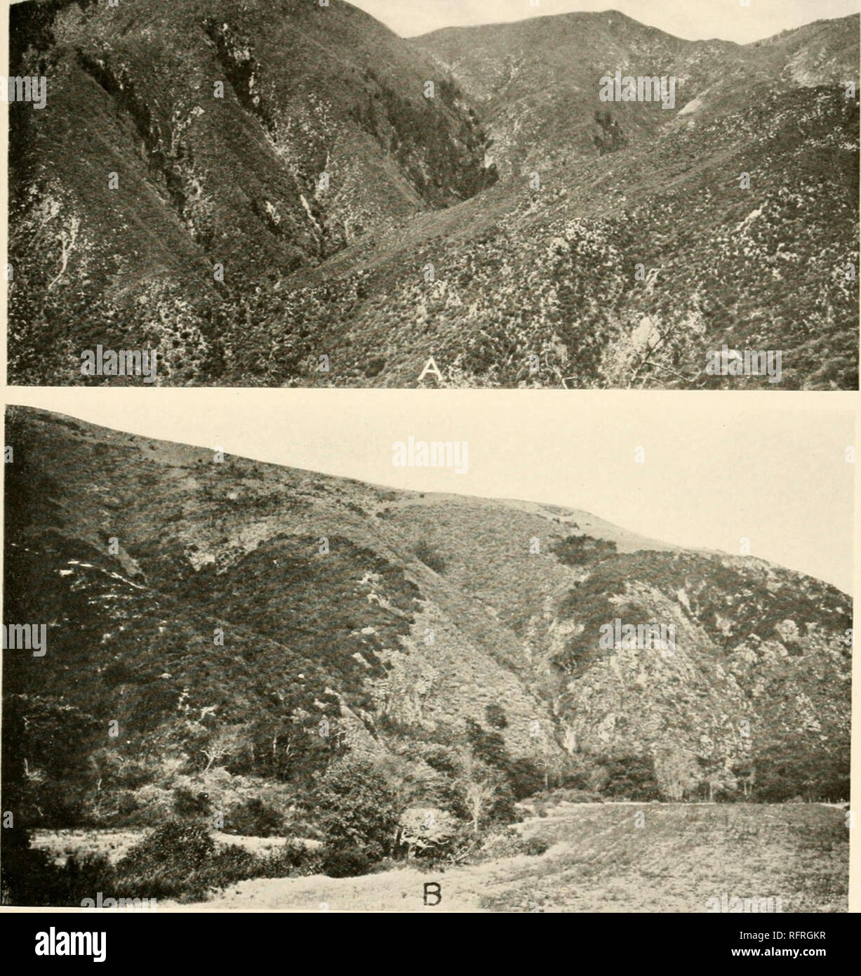 . Carnegie Institution of Washington publication. . A. Chaparral-covered mountains north of Arrowhead Springs. San Bernardino Mountains; fire-restricted remnants of Pseudotsuga macrocarpa. B. Rebel patches of chaparral (Adenostoma consociation'; secondary grassland on ridge top; secondary coastal sagebrush on slopes too steep for grazing.°San .lose Canon. Monterey County.. Please note that these images are extracted from scanned page images that may have been digitally enhanced for readability - coloration and appearance of these illustrations may not perfectly resemble the original work.. Car Stock Photo