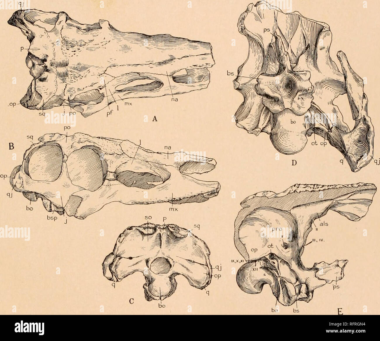 Phytosauria hires stock photography and images Alamy