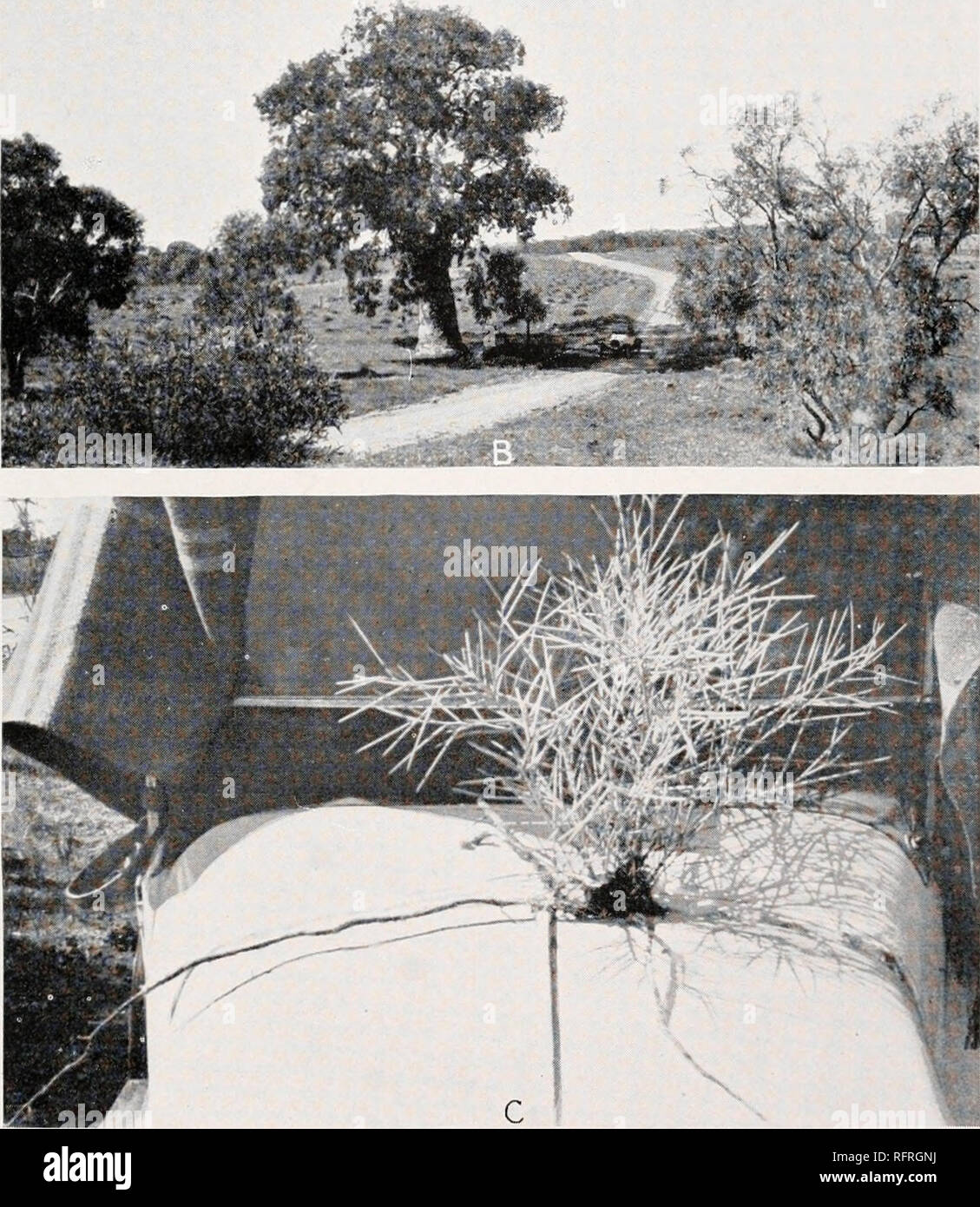 . Carnegie Institution of Washington publication. &gt;, ;^^^, ». A. Community of Acacia pycnantha, the golden wattle, by a streamway on the Mount Brown road, Quoin. B. Large specimen of Eucalyptus leucoxylon var. pawpen'to by a wash on the Mount Arden road, Quorn. A comparison with the automobile will give an idea of its size. C. Vegetative reproduction in Hakea leucoptcra. A young shoot, removed from the soil, is shown taking its origin from a horizontal root. Quorn.. Please note that these images are extracted from scanned page images that may have been digitally enhanced for readability - c Stock Photo