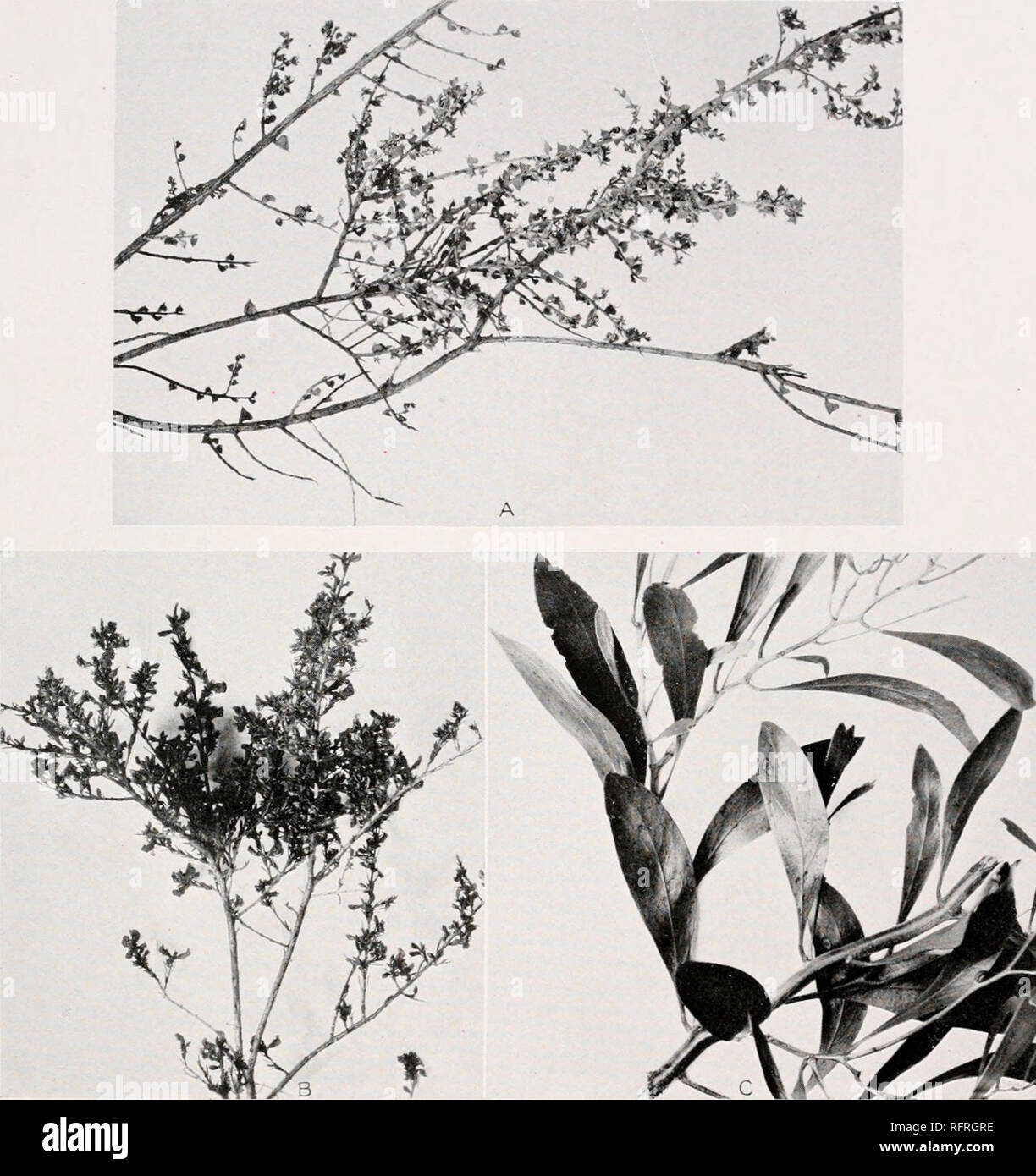 . Carnegie Institution of Washington publication. . A. Branches of Acacia sublanata, showing small and rigid phyllodia. Quorn. B. Eutaxia empetrifolia, showing the small flowers and linear short leaves. Quorn. C. Branches of Acacia pycnantha, the &quot;golden wattle,&quot; showing the character of the large phyllodia. Quorn.. Please note that these images are extracted from scanned page images that may have been digitally enhanced for readability - coloration and appearance of these illustrations may not perfectly resemble the original work.. Carnegie Institution of Washington. Washington, Car Stock Photo