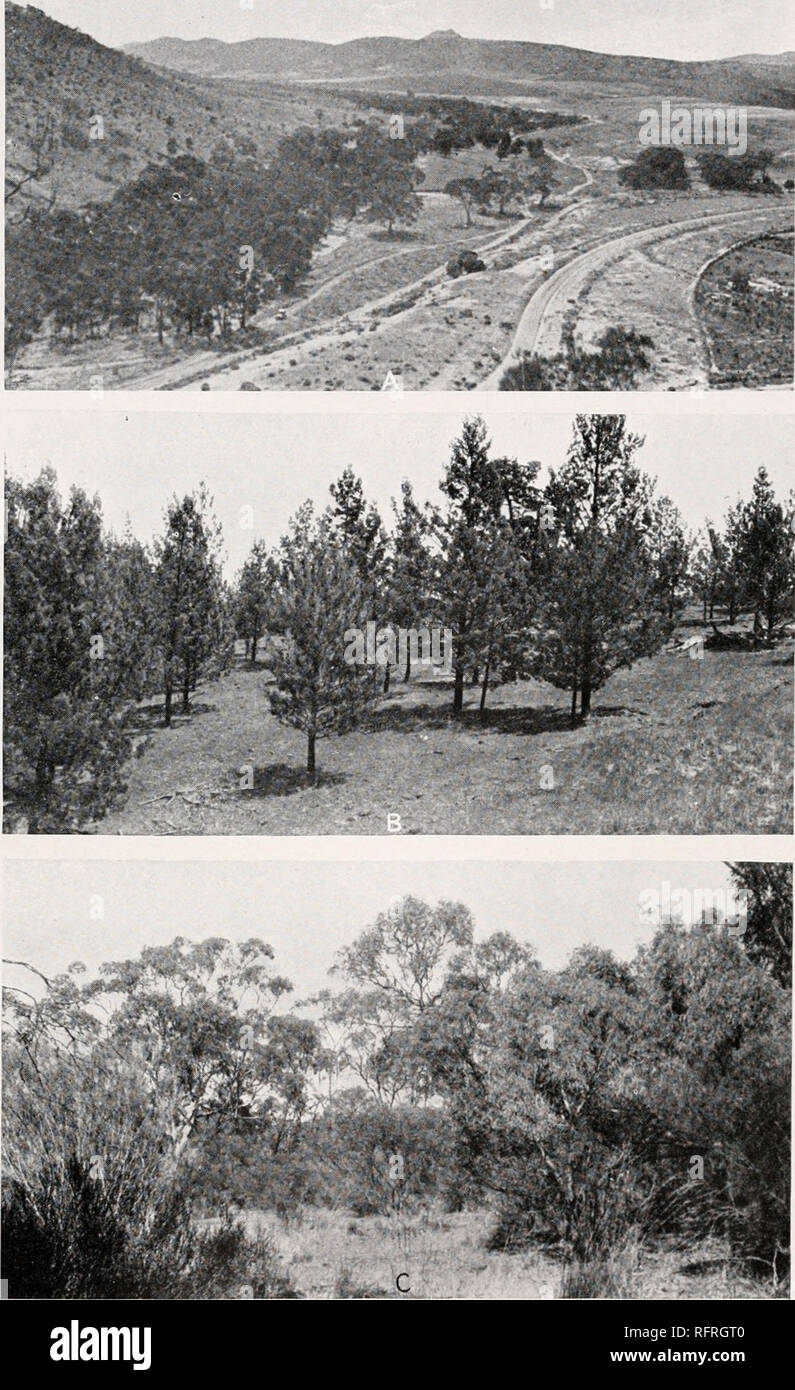 . Carnegie Institution of Washington publication. CANNON PLATE 26. A. Forest of Eucalyptus rostnitn on Suit in Creek, east of Port Augusta. B. Pine community, Callitris robusta, at Warren's Gorge, near Quorn. C. View in mallee scrub, about 2 miles north of Quorn. Eucalyptus odorata and E. oleosa in background. Bunches of Triodia irritans in foreground.. Please note that these images are extracted from scanned page images that may have been digitally enhanced for readability - coloration and appearance of these illustrations may not perfectly resemble the original work.. Carnegie Institution of Stock Photo