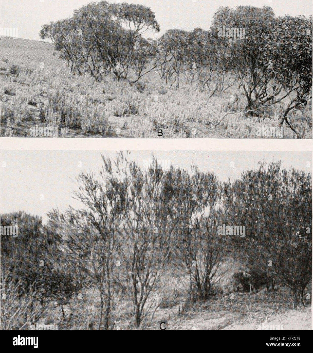 . Carnegie Institution of Washington publication. ^' '/:... A. Acacia rigens, the &quot;myall,&quot; with various halophytes, on plain north of Tarcoola. B. Thicket of mallee, Eucalyptus oleosa, on sloping saltbush plain, foothills of the Flinders, east of Port Augusta, near Saltia. C. &quot;Beef wood,&quot; Gravillea stenobotrya, on the crest of sandhill by Station 408, near Ooldea.. Please note that these images are extracted from scanned page images that may have been digitally enhanced for readability - coloration and appearance of these illustrations may not perfectly resemble the origina Stock Photo