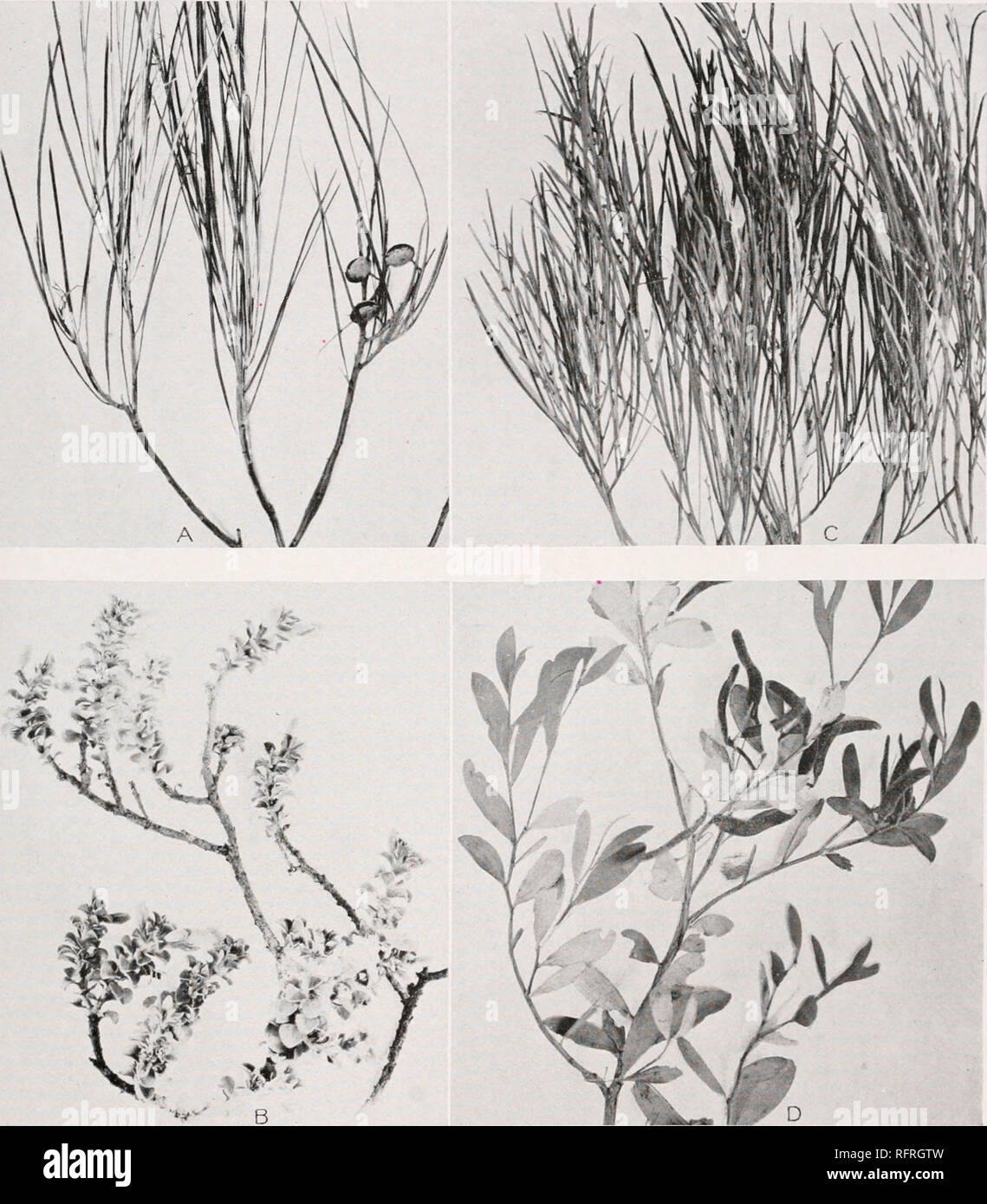 . Carnegie Institution of Washington publication. CANNON PLATE 24 W Mr » «**/. A. Gravillca stenobotrya shoot, showing leaves and fruits, from Station 408, near Ooldea. B. Leaf habit of Eremophila rotundifolia, Tarcoola. C. Tips of a branch of Acacia rigens, with phyllodia. D. A fruiting branch of Acacia tarculiensis, showing characteristic phyllodia. From type habitat, Tarcoola.. Please note that these images are extracted from scanned page images that may have been digitally enhanced for readability - coloration and appearance of these illustrations may not perfectly resemble the original wo Stock Photo