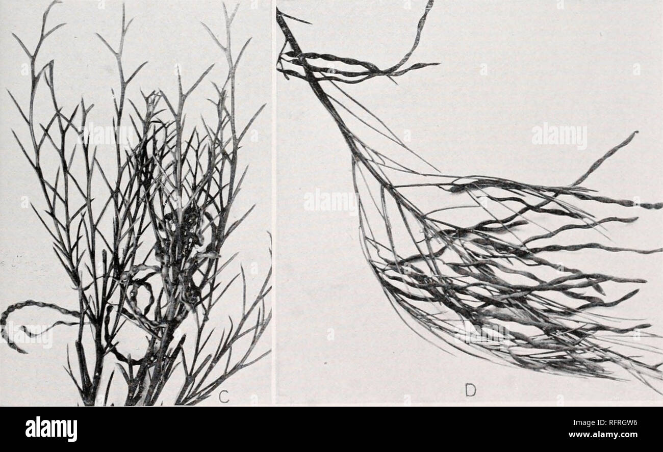 . Carnegie Institution of Washington publication. . A. Pholidia santalina from mallet- community on low ridge west of Quoin. B. Callistemon teretifolius from ridge on Mount Arden road, Quorn. C. Aphj-llous Acacia continua from low hills on the Pichi Richi road, west of Quorn. D. Tip of branch of Acacia calami folin, in fruit, showing the linear phyllodia. From open Casuarina forest on the Melrose road, east of Quorn.. Please note that these images are extracted from scanned page images that may have been digitally enhanced for readability - coloration and appearance of these illustrations may  Stock Photo