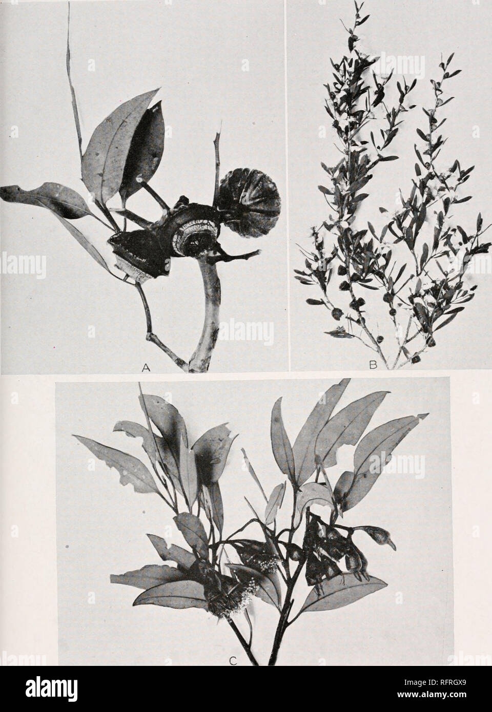 . Carnegie Institution of Washington publication. PLATE 22. c A. Fruits of Eucalyptus pyriformis from Ooldea. The fruits are about 5 cm. in diameter. B. Leptospermum Icevigatum var. minus, in flower, from the Ooldea Soak. C. The shrubby Eucalyptus leucoxylon var. macrocarpa, in flower, from Station 408, near Ooldea.. Please note that these images are extracted from scanned page images that may have been digitally enhanced for readability - coloration and appearance of these illustrations may not perfectly resemble the original work.. Carnegie Institution of Washington. Washington, Carnegie Ins Stock Photo