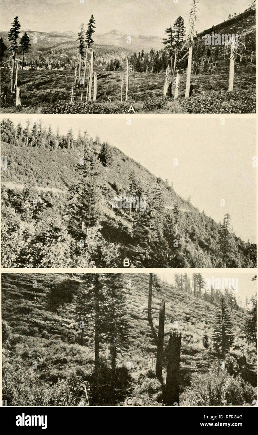 . Carnegie Institution of Washington publication. . A. Subalpine forest zone in the northern Sierras: conifer-forest chaparral m foreground; Mount Lassen in the distance. B. Secondary thicket growth of Quercus kelloggii and (J. garryana, with relicts of Pinus ponderosa and Pseudotsuga mucronata. South Fork Mountain. Trinity County. C. Conifer-forest chaparral association: Arctostaphylos patida, A. nevadensis, Castanopsis sempervirens, Ceanothus velutinus, Quercus vaccinifolia, Amel- anchier alnifolia; remnants of climax forest. Near Mount Lassen, northern Sierras.. Please note that these image Stock Photo