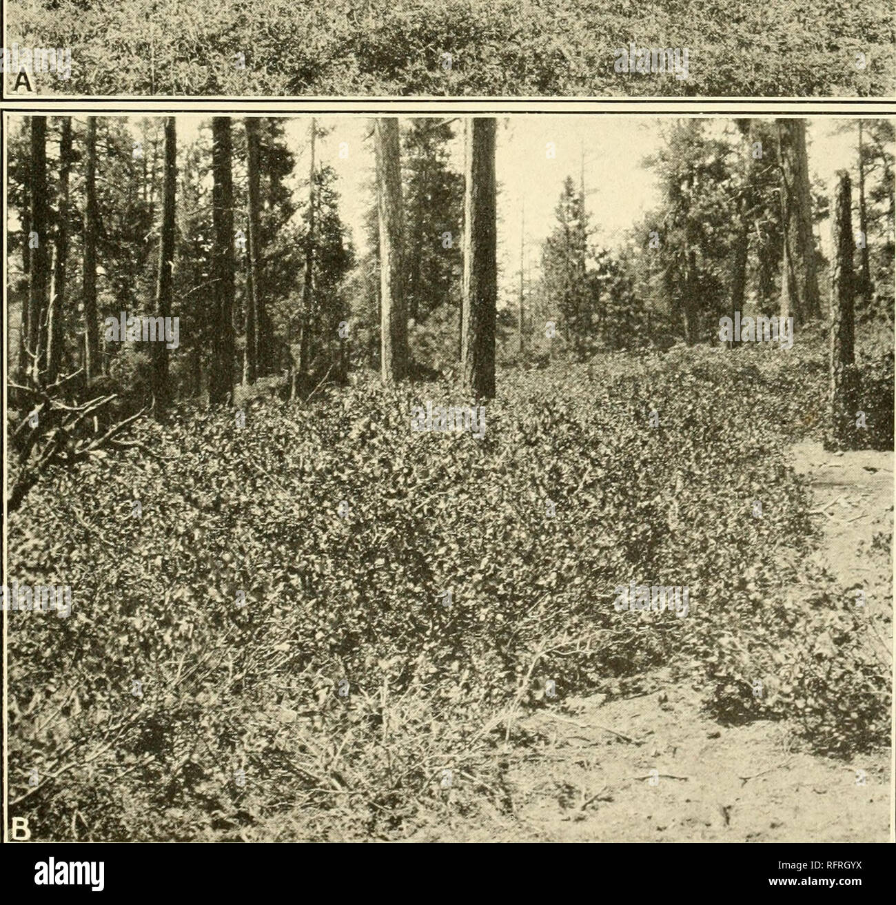 . Carnegie Institution of Washington publication. WW* &amp;â *â ?'â ' !&amp;H&amp;. A. Chamasbatia foliolosa indicating fire in pine forest, Yosemite National Park, California. B. Ceanothus velutinus indicating fire in pine forest, Burns, Oregon.. Please note that these images are extracted from scanned page images that may have been digitally enhanced for readability - coloration and appearance of these illustrations may not perfectly resemble the original work.. Carnegie Institution of Washington. Washington, Carnegie Institution of Washington Stock Photo