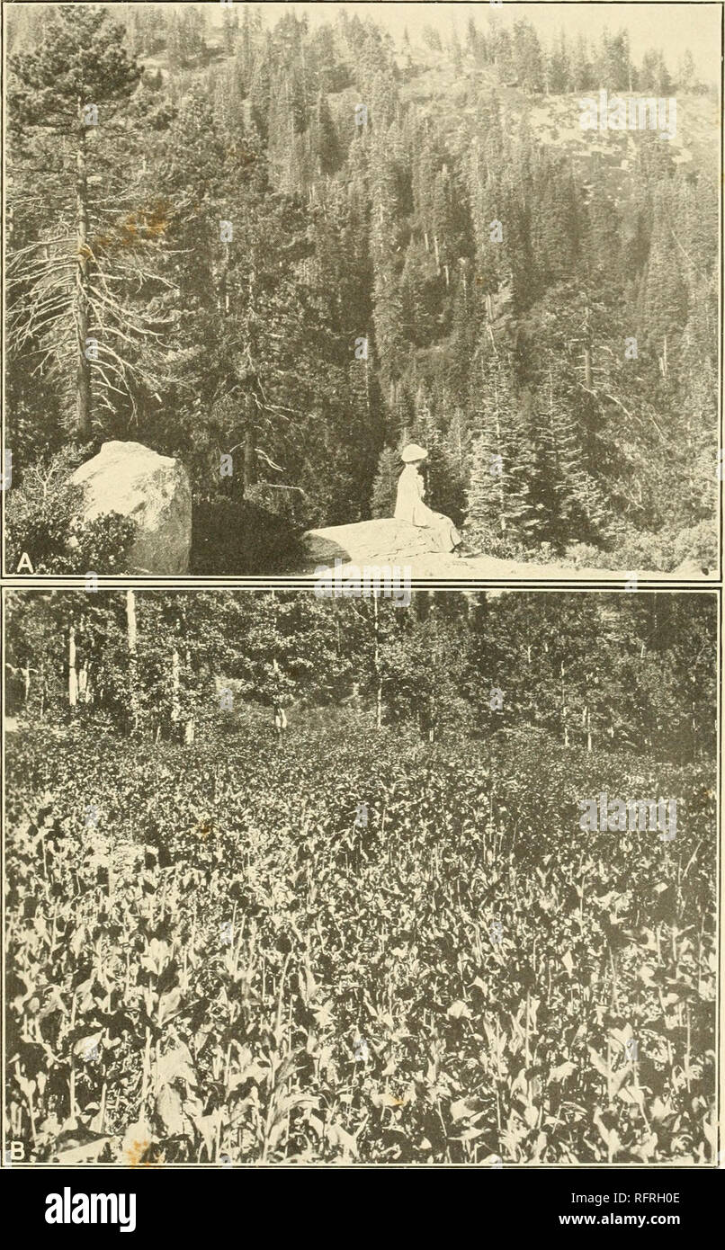 . Carnegie Institution of Washington publication. CLEMENTS. A. Climax subalpine forest of Abies and Pinus as a climatic indicator, Yosemite National Forest, California. B. Consocies of Rudbeckia occidentalis as an edaphic indicator of clearing and fire, Utah Experiment Station, Ephraim.. Please note that these images are extracted from scanned page images that may have been digitally enhanced for readability - coloration and appearance of these illustrations may not perfectly resemble the original work.. Carnegie Institution of Washington. Washington, Carnegie Institution of Washington Stock Photo