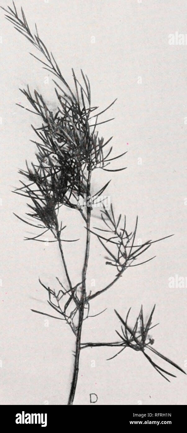 . Carnegie Institution of Washington publication. B. D A. Shoot-tip showing leaves and fruits of Melaleuca parviflora, or &quot;black&quot; tea-tree, from Myrtle Springs road, Copley. B. Tip of shoot of Eremophila alternifolia with flowers and leaves, Copley. C. Leafy shoot of Acacia variam from a wash east of Copley. D. Melaleuca glomerata, or &quot;white&quot; tea-tree, from Leigh's Creek, Copley.. Please note that these images are extracted from scanned page images that may have been digitally enhanced for readability - coloration and appearance of these illustrations may not perfectly rese Stock Photo