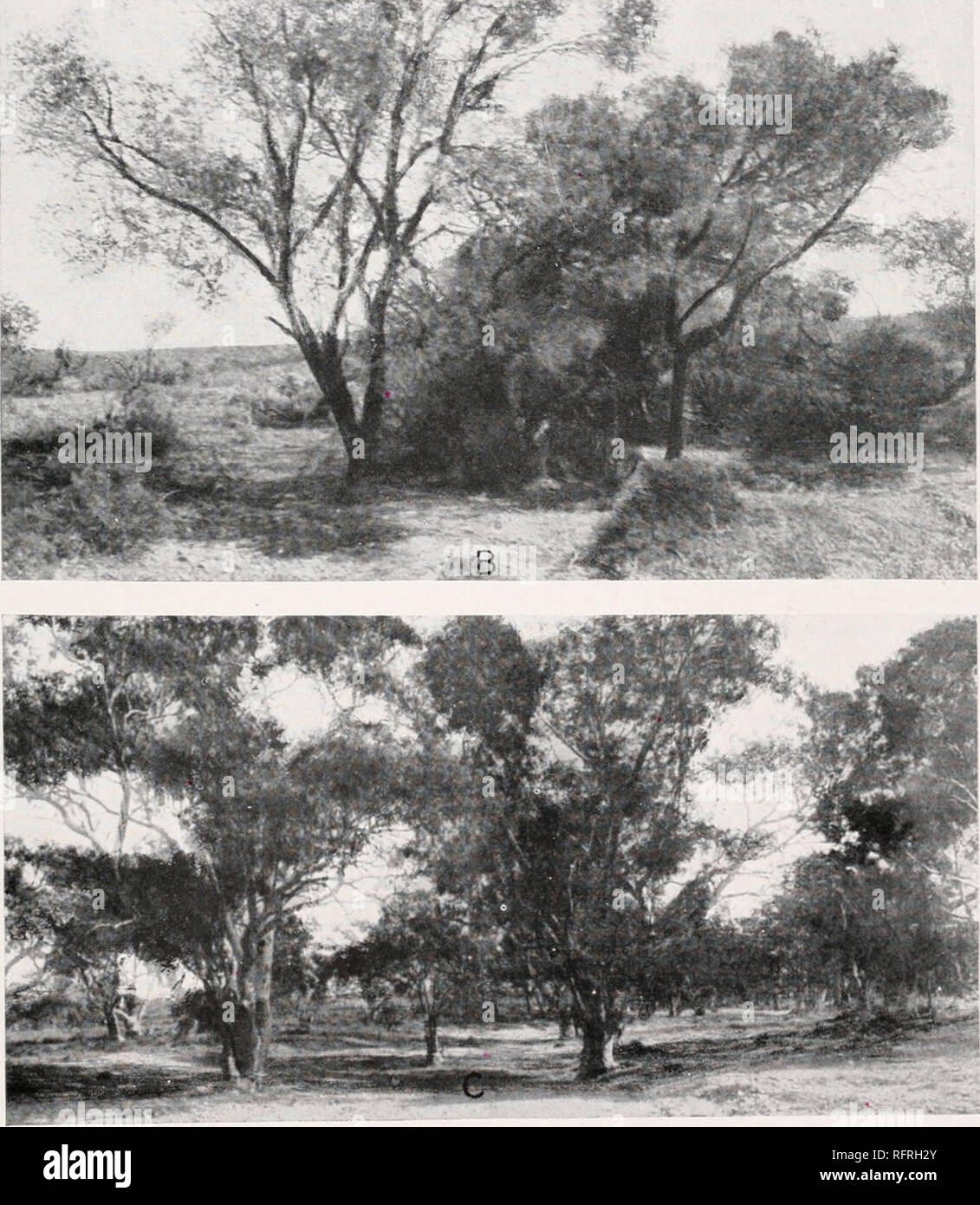 . Carnegie Institution of Washington publication. A. A. Melaleuca glomerata, the &quot;white&quot; tea-tree, on a small branch of Leigh's Creek, Mount Series road, Copley. B. Melaleuca parviflora, the &quot;black&quot; tea-tree, near Myrtle Springs road, Copley. C. Eucalyptus rostrata, the red gum, on Leigh's Creek, Copley.. Please note that these images are extracted from scanned page images that may have been digitally enhanced for readability - coloration and appearance of these illustrations may not perfectly resemble the original work.. Carnegie Institution of Washington. Washington, Carn Stock Photo