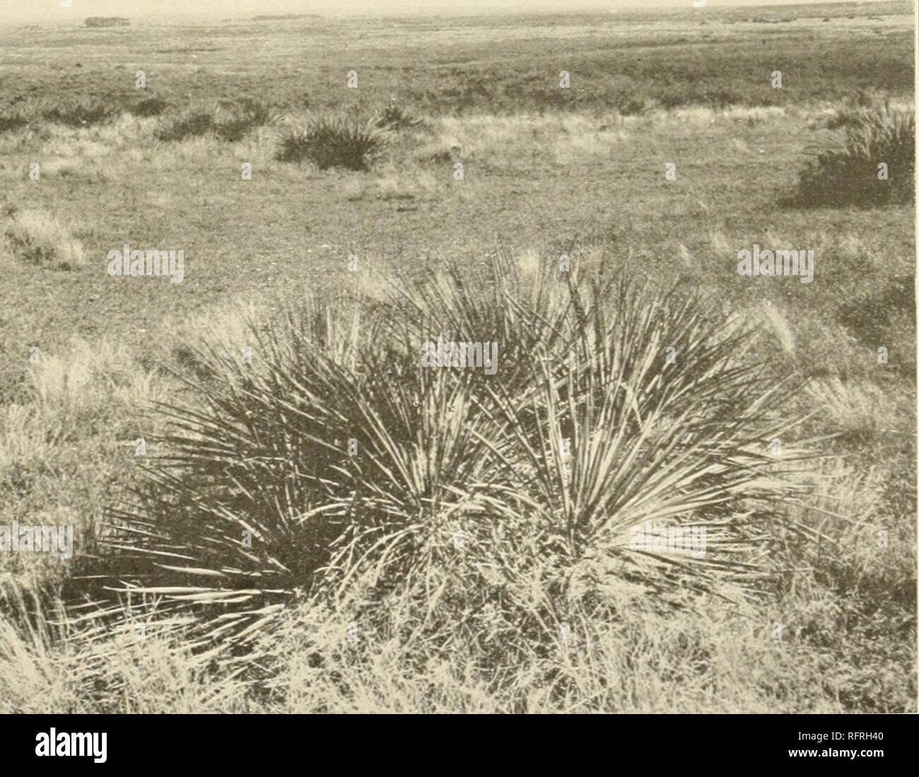 . Carnegie Institution of Washington publication. iBSMMMffMpMMP - ('â *Â§&amp;â 'f^j^Lk. â¢- *â *Â»*. A Ghdierrezia and Aristida in short-grass plains, Albuquerque, New Mi xico. B. Fucca and Aristida in mixed prairie, Hays, Kansas.. Please note that these images are extracted from scanned page images that may have been digitally enhanced for readability - coloration and appearance of these illustrations may not perfectly resemble the original work.. Carnegie Institution of Washington. Washington, Carnegie Institution of Washington Stock Photo
