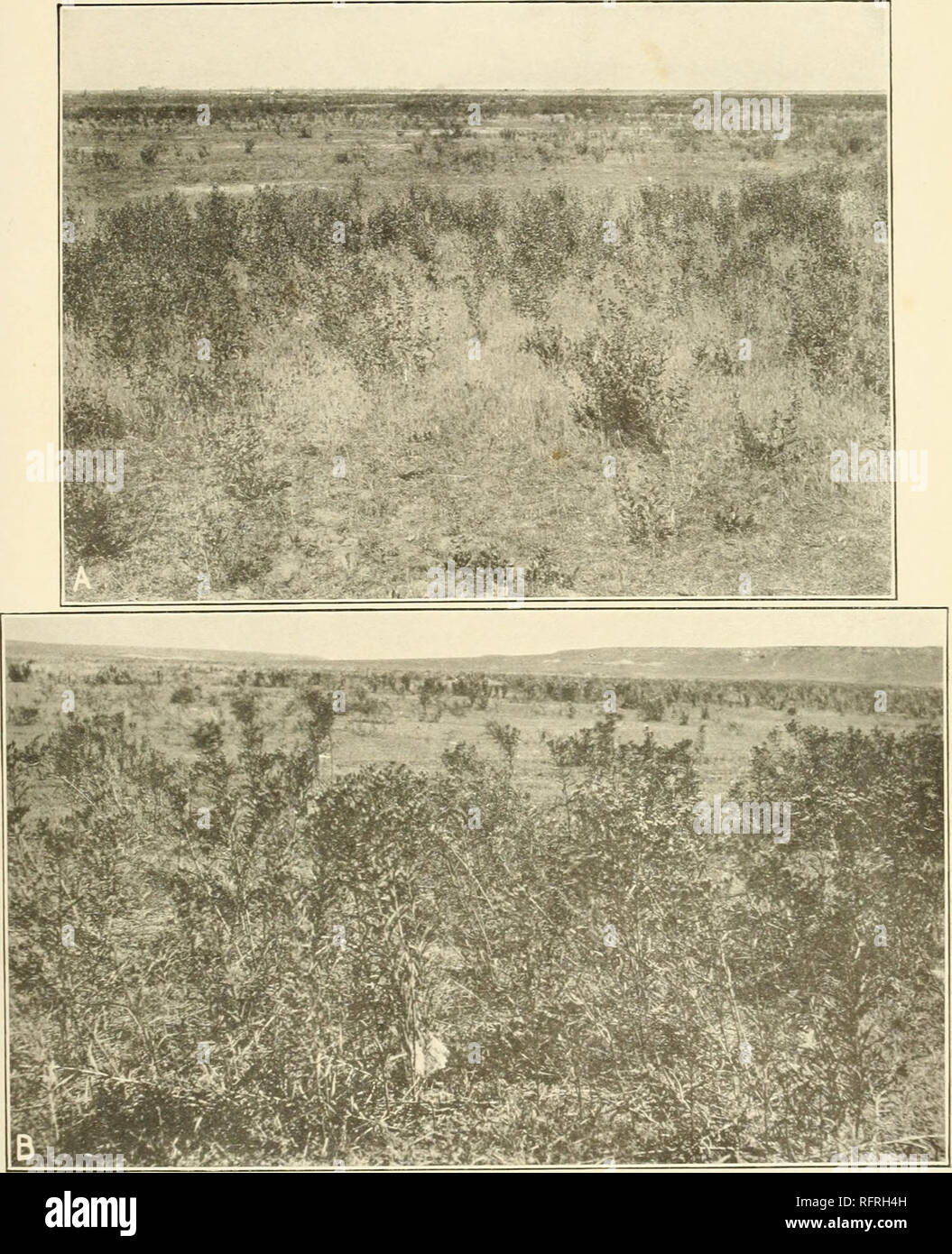. Carnegie Institution of Washington publication. . A. Grindelia indicating overgrazing in original Stipa bunch-grass prairie, Williams, California. B. Vernonia indicating overgiazing in sin&gt;rt-grass plains, Stratford, Texas.. Please note that these images are extracted from scanned page images that may have been digitally enhanced for readability - coloration and appearance of these illustrations may not perfectly resemble the original work.. Carnegie Institution of Washington. Washington, Carnegie Institution of Washington Stock Photo
