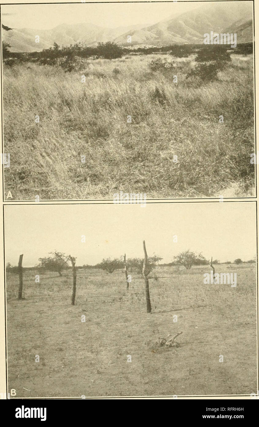 . Carnegie Institution of Washington publication. CLEMENTS PLATE 71. A. Boutelouar-Aristida association in 1917, Santa Rita Reserve, Tucson, Arizona. B. The same area in 1918 after serious drought and overgrazing by cattle and rodents.. Please note that these images are extracted from scanned page images that may have been digitally enhanced for readability - coloration and appearance of these illustrations may not perfectly resemble the original work.. Carnegie Institution of Washington. Washington, Carnegie Institution of Washington Stock Photo