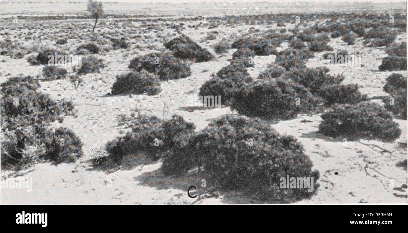 . Carnegie Institution of Washington publication. &amp; &amp;JEW&amp;S ^8t* fe B^x^v^^^. A. Prominent development of horizontal roots in ^cot-to 'cambadgei, Neales River, Oodnadatta. B. Vegetative reproduction in Acacia stenophylla from flood-plain, Neales River, Oodnadatta. C. Kochia sedifolia on low slope above Copley Plain on Yudnamutana road, Copley.. Please note that these images are extracted from scanned page images that may have been digitally enhanced for readability - coloration and appearance of these illustrations may not perfectly resemble the original work.. Carnegie Institution  Stock Photo
