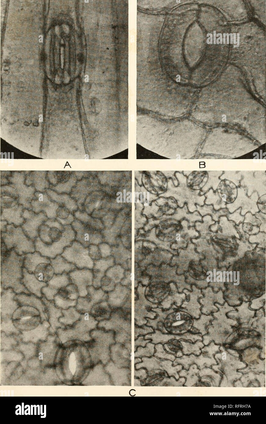 . Carnegie Institution of Washington publication. . A. Wheat stoma wedged open by dust, X 500. B. Stoma of Rumex patientia, X 500. C. Epiderm of potato showing stomata in all stages of development, X 345.. Please note that these images are extracted from scanned page images that may have been digitally enhanced for readability - coloration and appearance of these illustrations may not perfectly resemble the original work.. Carnegie Institution of Washington. Washington, Carnegie Institution of Washington Stock Photo