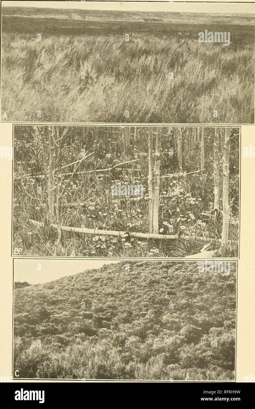 . Carnegie Institution of Washington publication. CLEMENTS. A. Grass type, Andropogon-Bulbilis-Bouteloua, Smoky Hill River, Hays, Kansas. B. Weed type, Erigeron, Geranium, etc., in aspen forest, Pike's Peak, Colorado. C. Browse type, Artemisia tridentata, Beulah, Oregon.. Please note that these images are extracted from scanned page images that may have been digitally enhanced for readability - coloration and appearance of these illustrations may not perfectly resemble the original work.. Carnegie Institution of Washington. Washington, Carnegie Institution of Washington Stock Photo