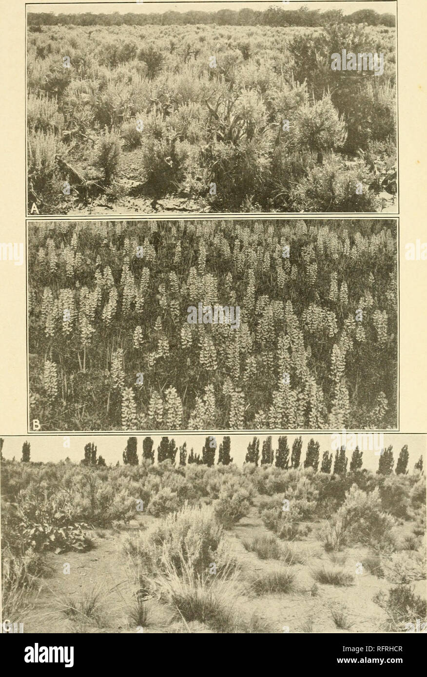 . Carnegie Institution of Washington publication. . A. Tall valley sagebrush indicating a deep soil for irrigation, Garland, Colorado. B. A legume, Lupinus plattensis, indicating a rich moist soil, Monroe Canyon, Pine Ridge, Nebraska. C. Relict Stipa and Balsamorhiza in sagebrush, indicating a bunch-grass climate for dry-faiming, Hagerman, Idaho.. Please note that these images are extracted from scanned page images that may have been digitally enhanced for readability - coloration and appearance of these illustrations may not perfectly resemble the original work.. Carnegie Institution of Washi Stock Photo