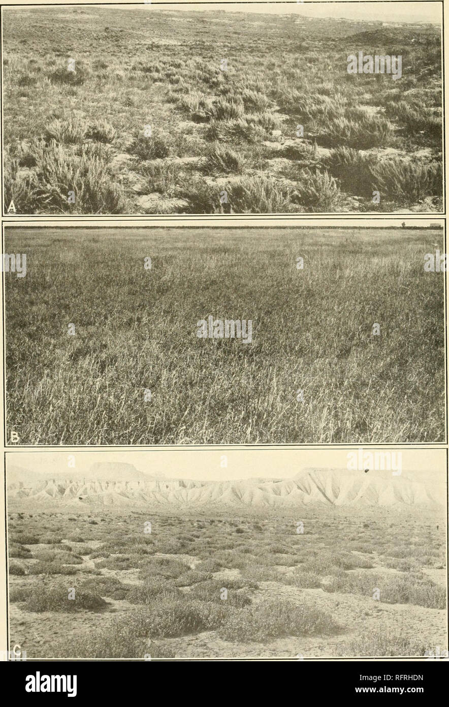 . Carnegie Institution of Washington publication. . A. Artemisia filifolia indicating sandy soil, Canadian river, Texas. B. Grama and buffalo-grass on hard land, Goodwell, Oklahoma. C. Atriplex nuttallii indicating non-agricultural saline land, Thompson, Utah.. Please note that these images are extracted from scanned page images that may have been digitally enhanced for readability - coloration and appearance of these illustrations may not perfectly resemble the original work.. Carnegie Institution of Washington. Washington, Carnegie Institution of Washington Stock Photo