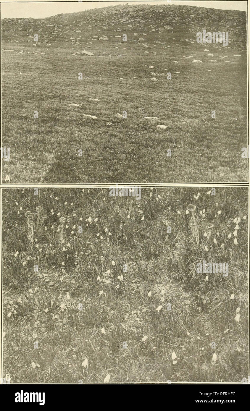 . Carnegie Institution of Washington publication. CLEMENTS Petran Alpine Meadow.. A. Carex-Poa association, King's Cone, Pike's Peak. B. Carex consociation, Campanula society, Pike's Peak.. Please note that these images are extracted from scanned page images that may have been digitally enhanced for readability - coloration and appearance of these illustrations may not perfectly resemble the original work.. Carnegie Institution of Washington. Washington, Carnegie Institution of Washington Stock Photo