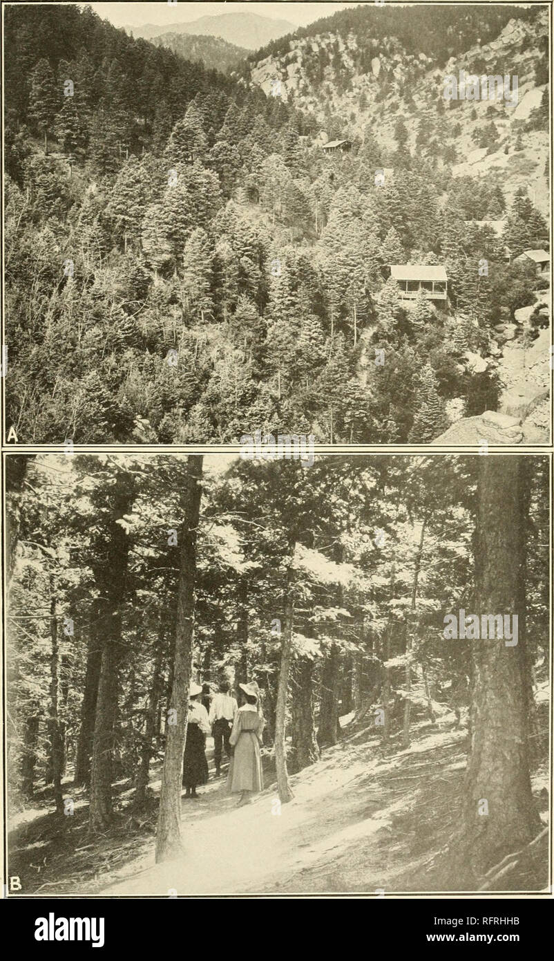 . Carnegie Institution of Washington publication. CLEMENTS Petran Montane Forest. A. Pseudotsuga mucronata consociation, Alpine Laboratory, Pike's Peak. B. Detail of Pseudotsuga-AMes forest, Cameron's Cone, Pike's Peak.. Please note that these images are extracted from scanned page images that may have been digitally enhanced for readability - coloration and appearance of these illustrations may not perfectly resemble the original work.. Carnegie Institution of Washington. Washington, Carnegie Institution of Washington Stock Photo