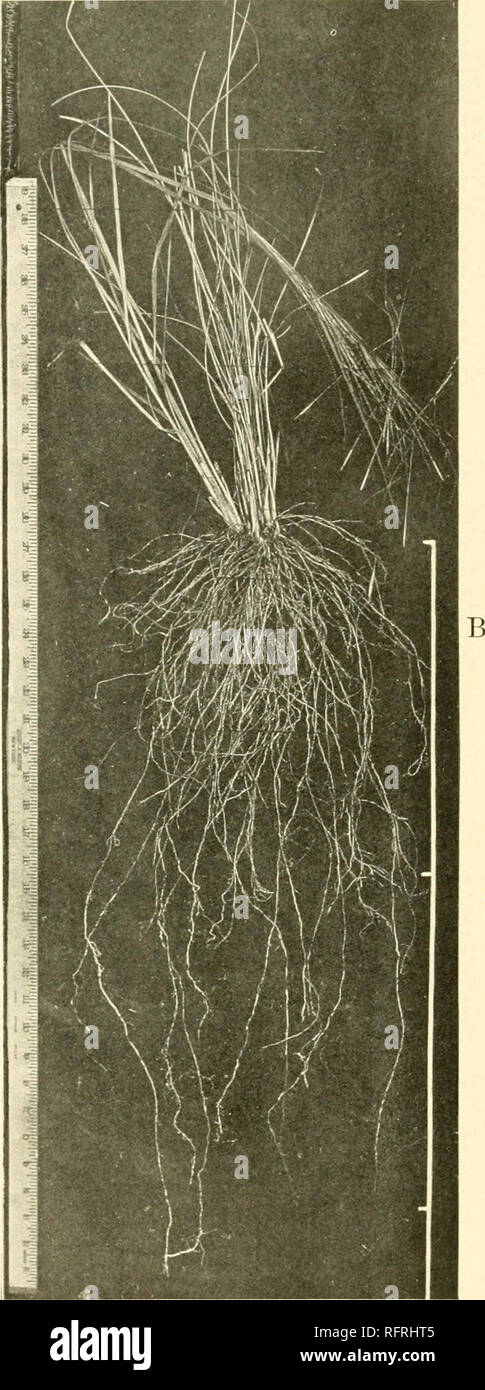 . Carnegie Institution of Washington publication. . A. Panicum virgatum, showing rhizomes, coarse roots, and complete single root. B. Stipa spartea.. Please note that these images are extracted from scanned page images that may have been digitally enhanced for readability - coloration and appearance of these illustrations may not perfectly resemble the original work.. Carnegie Institution of Washington. Washington, Carnegie Institution of Washington Stock Photo